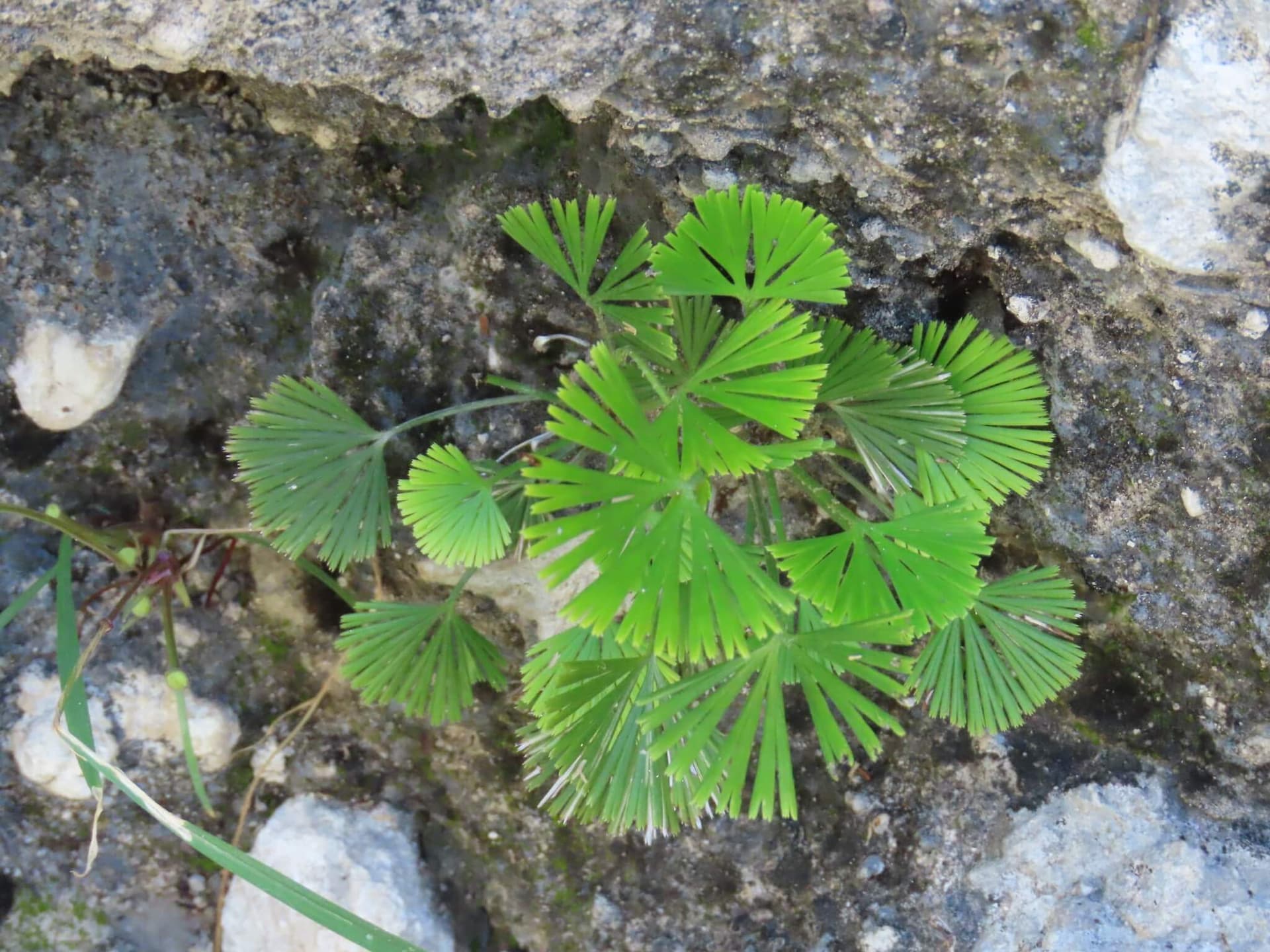 Eyelash Fern image