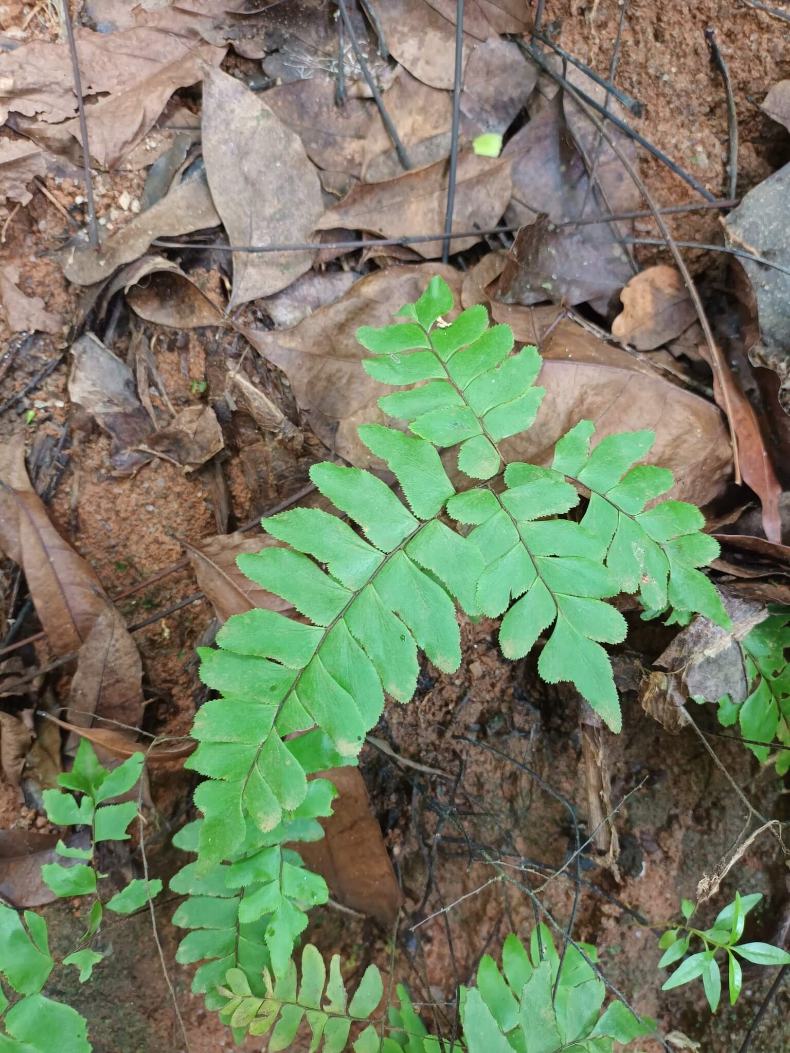 Broadleaf Maidenhair Fern image
