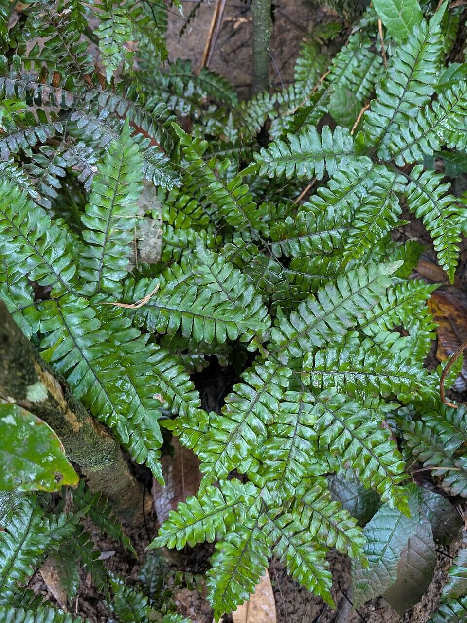 Broadleaf Maidenhair Fern image