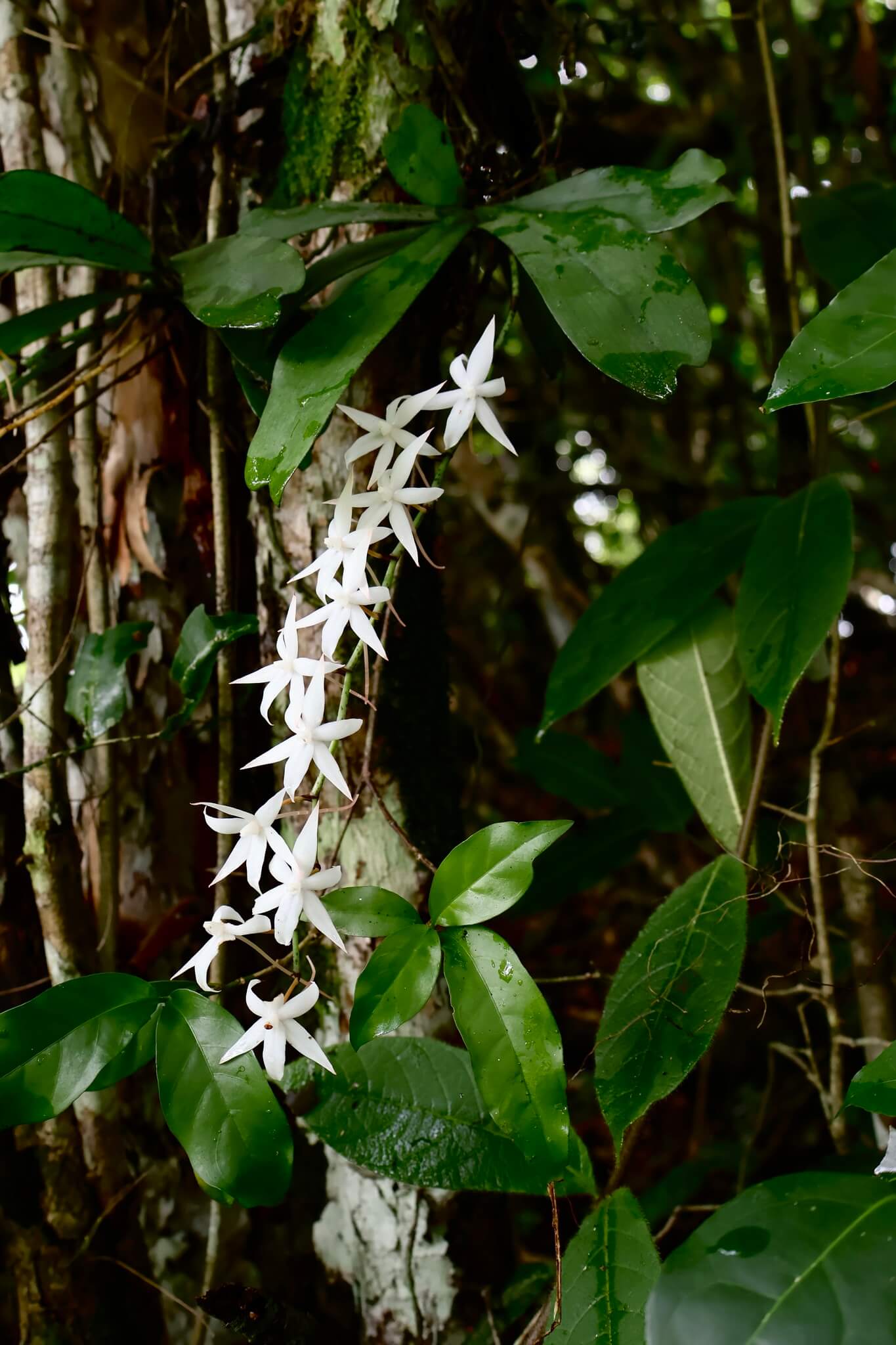 Two-lobed Aerangis image