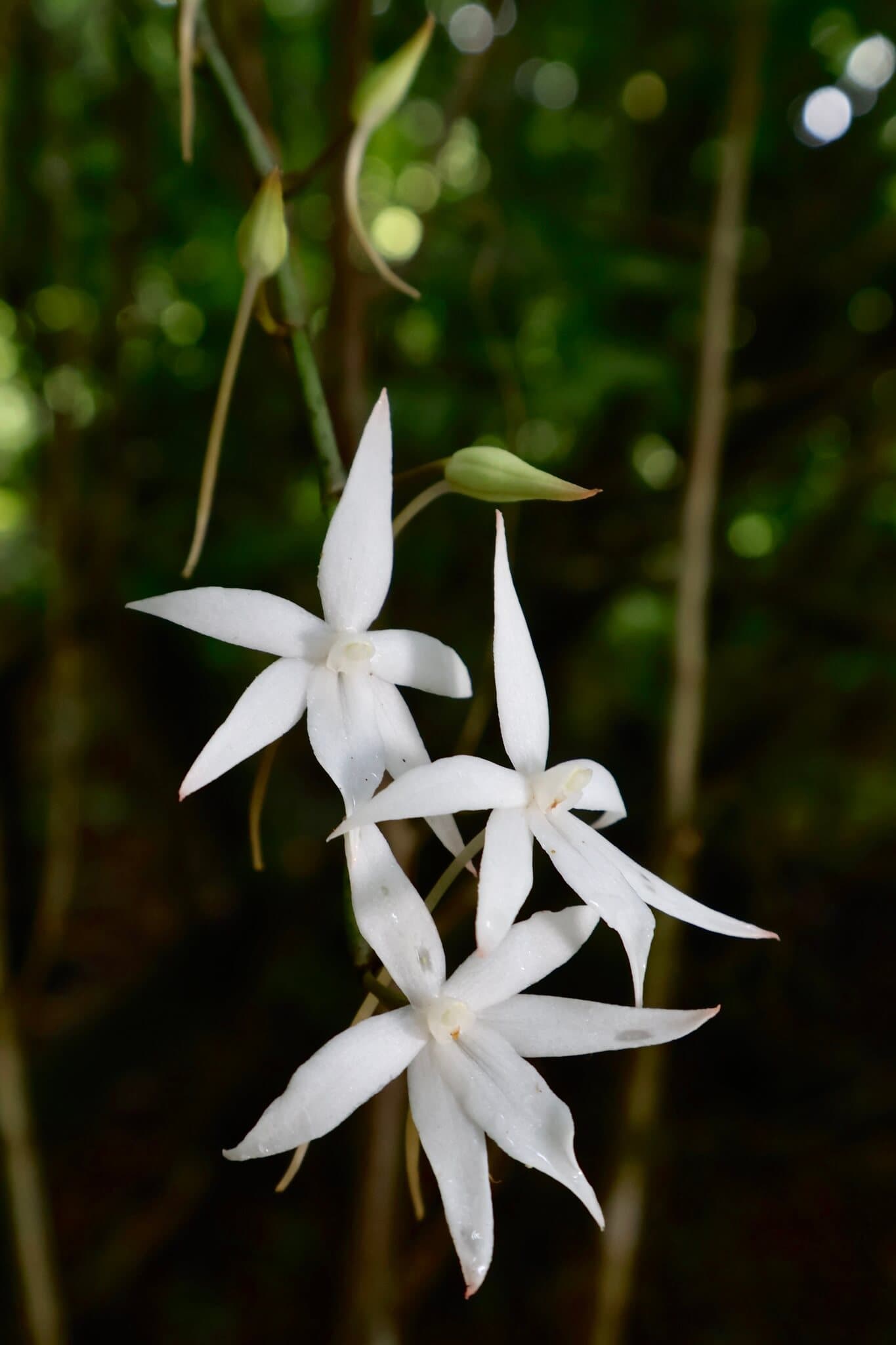 Two-lobed Aerangis image