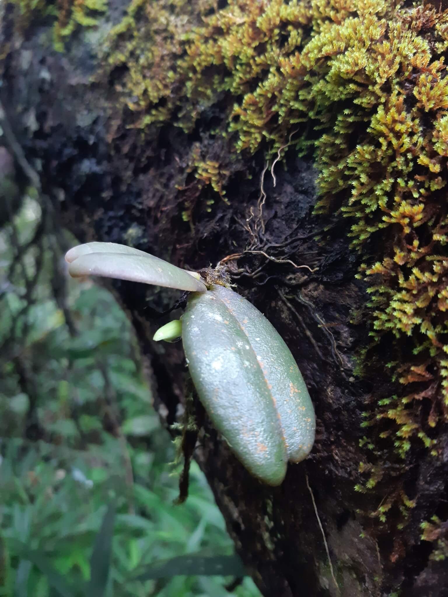 The Magnificent Aerangis image