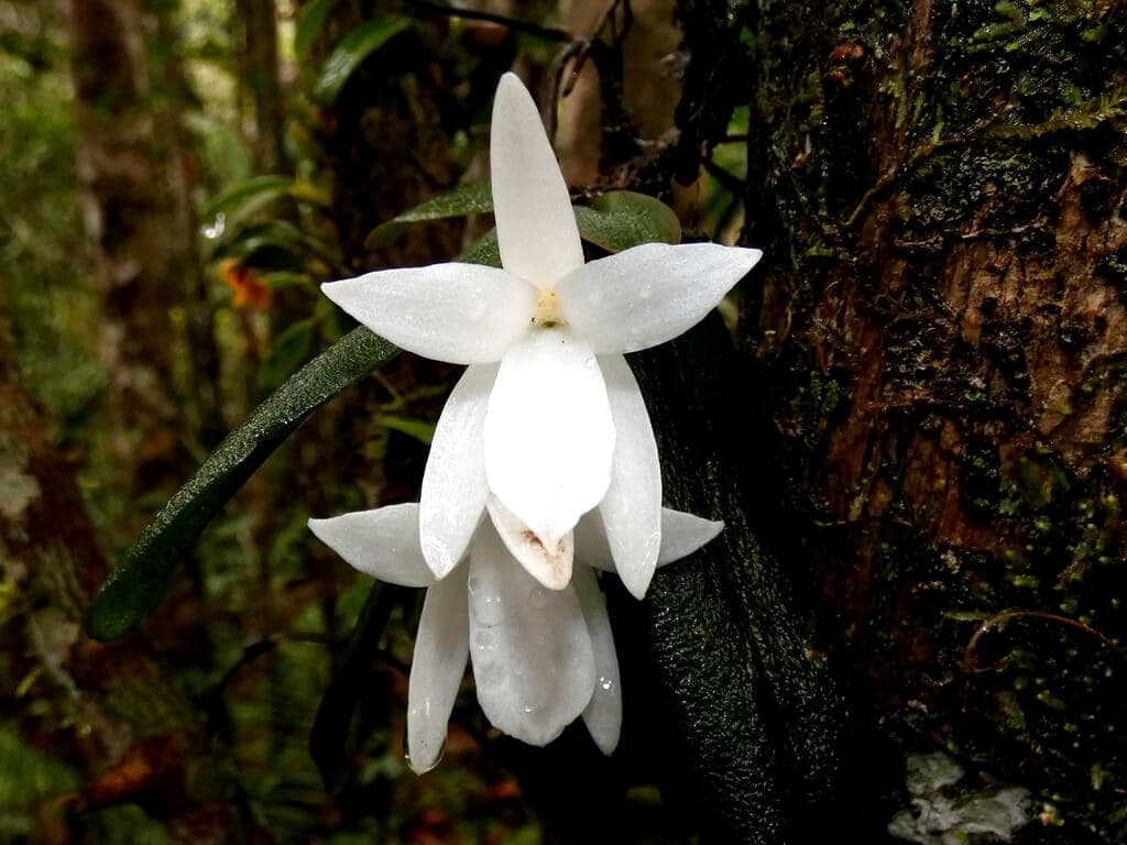 The Magnificent Aerangis image