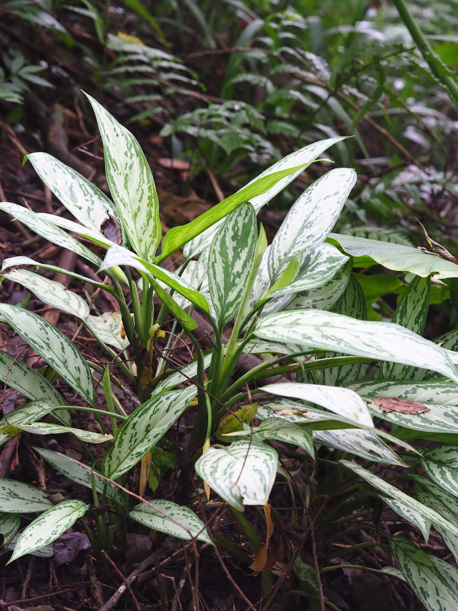 Chinese Evergreen image