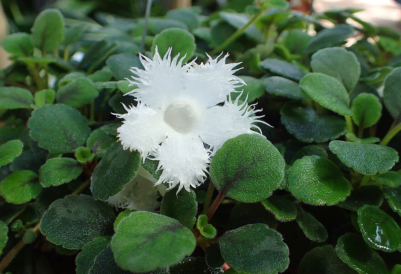 Lace Flower image