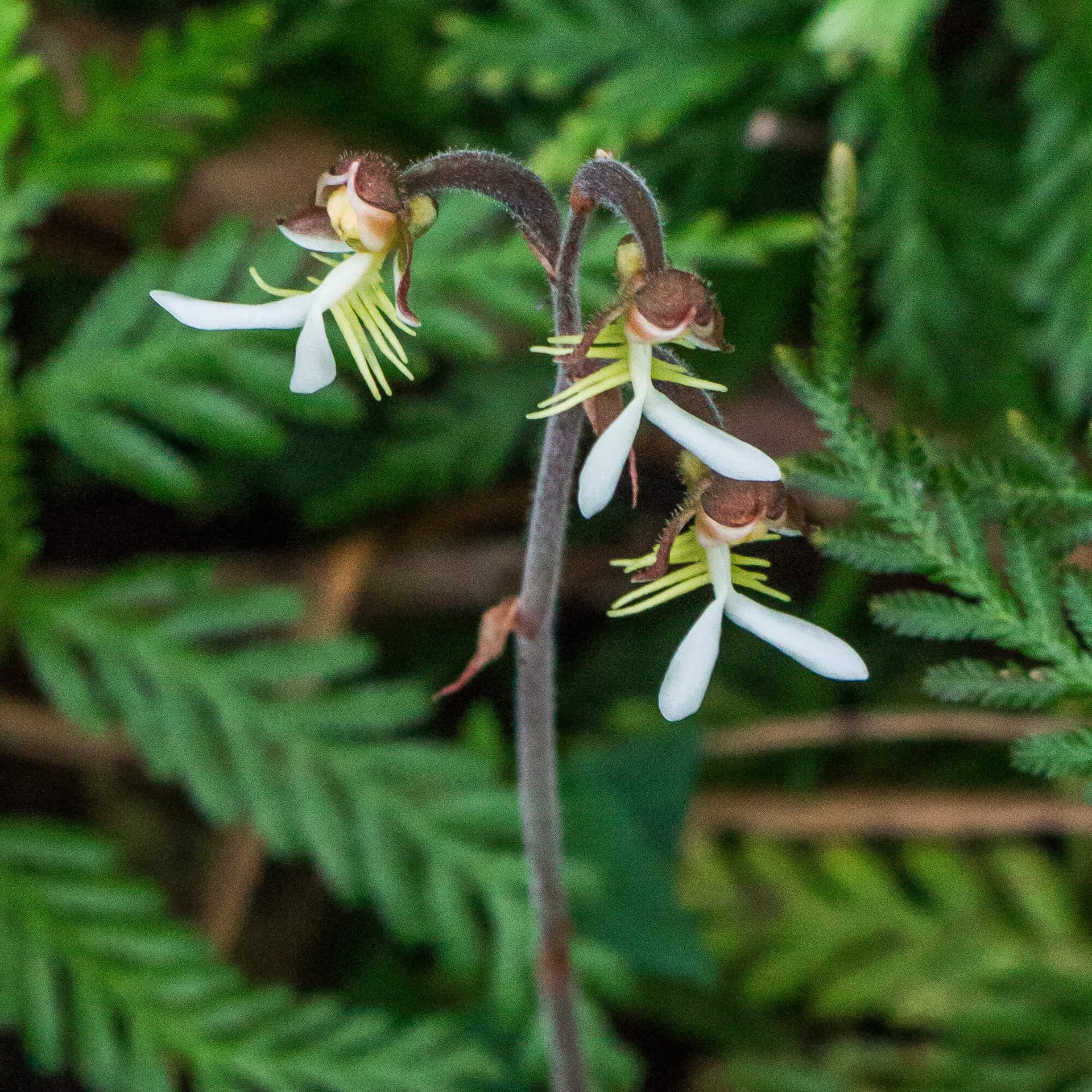 Taiwan Jewel Orchid image