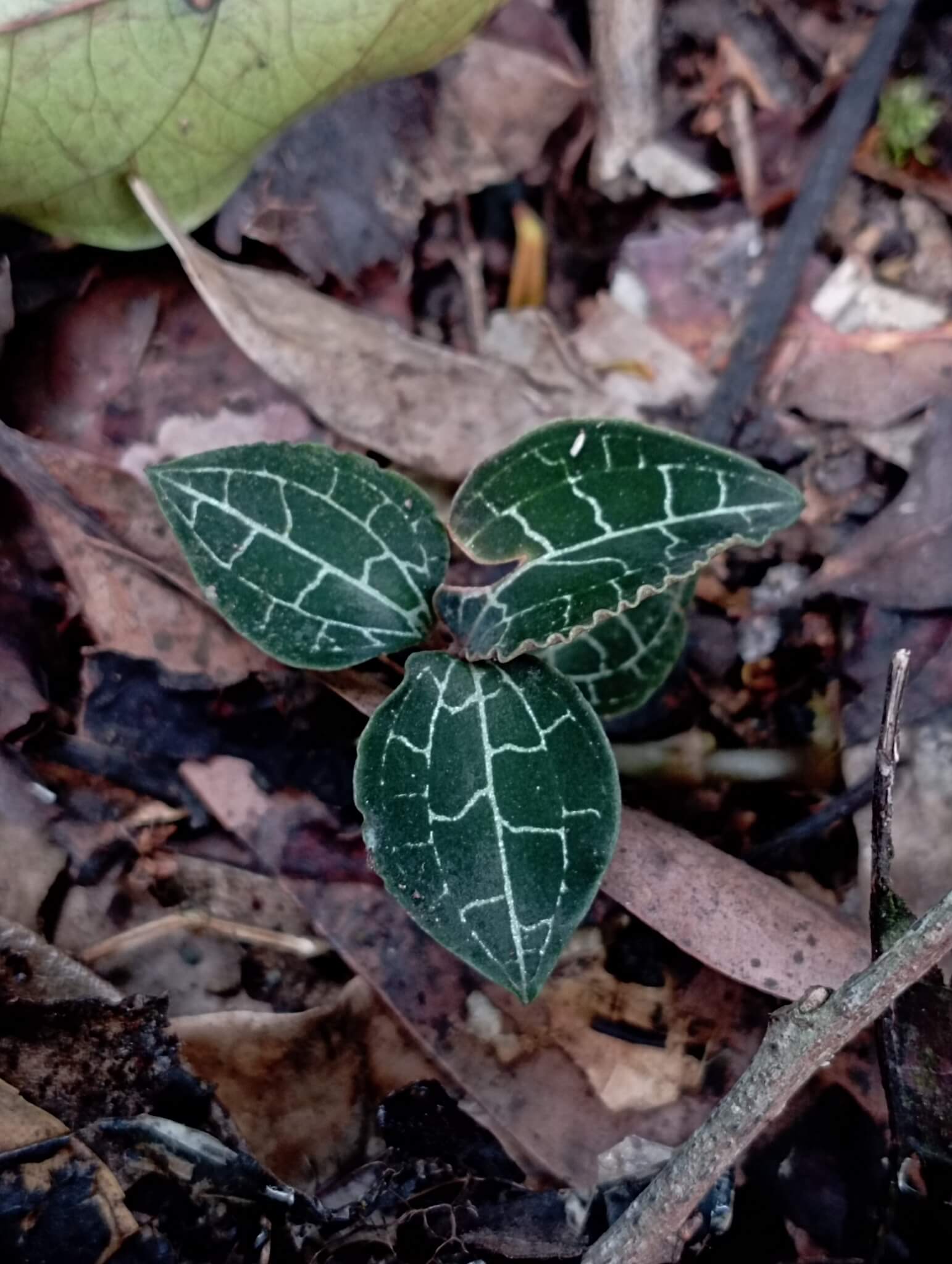 Taiwan Jewel Orchid image