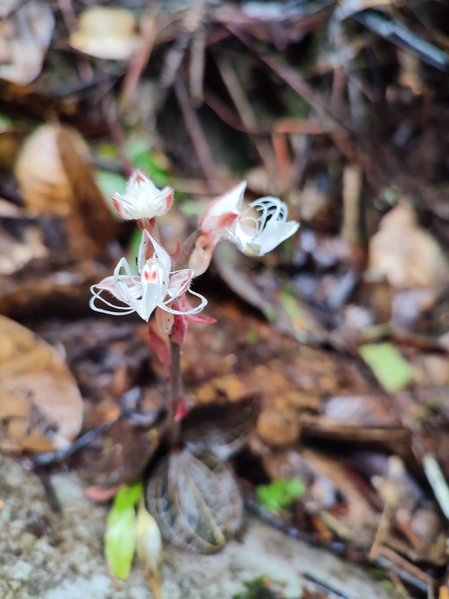 Bent-lip Jewel Orchid image