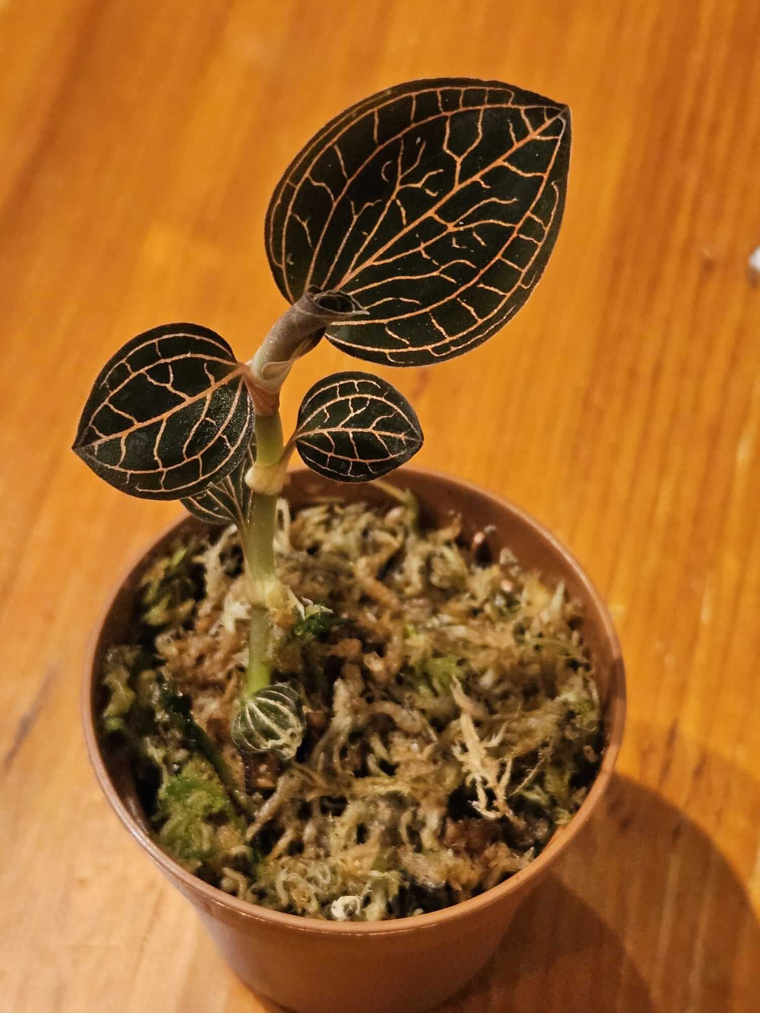 Roxburgh's Jewel Orchid image