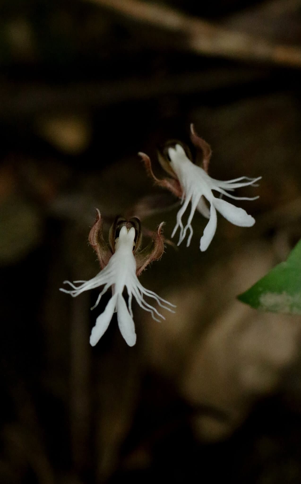 Roxburgh's Jewel Orchid image