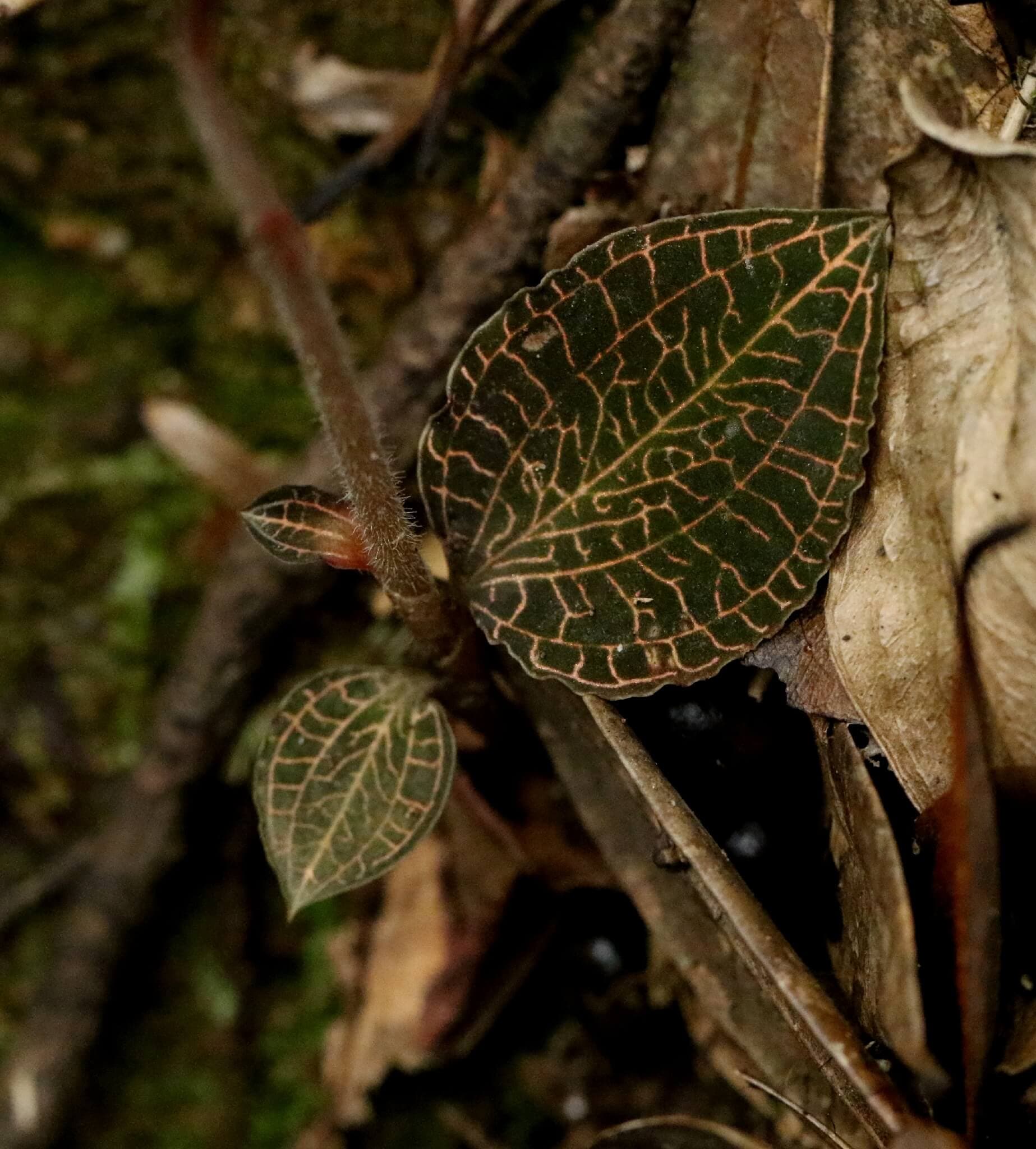 Roxburgh's Jewel Orchid image