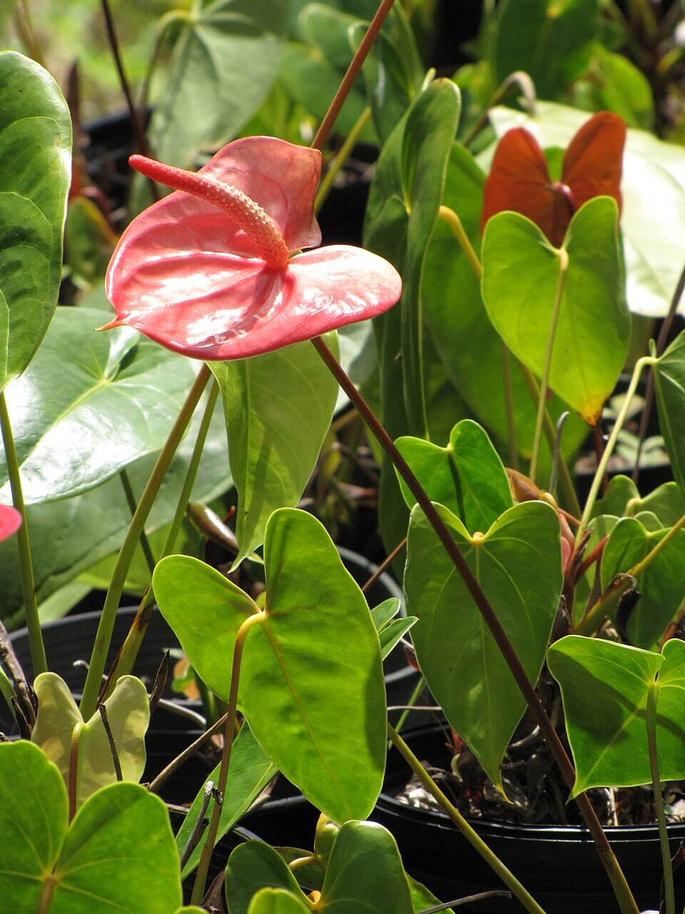Flamingo Flower image