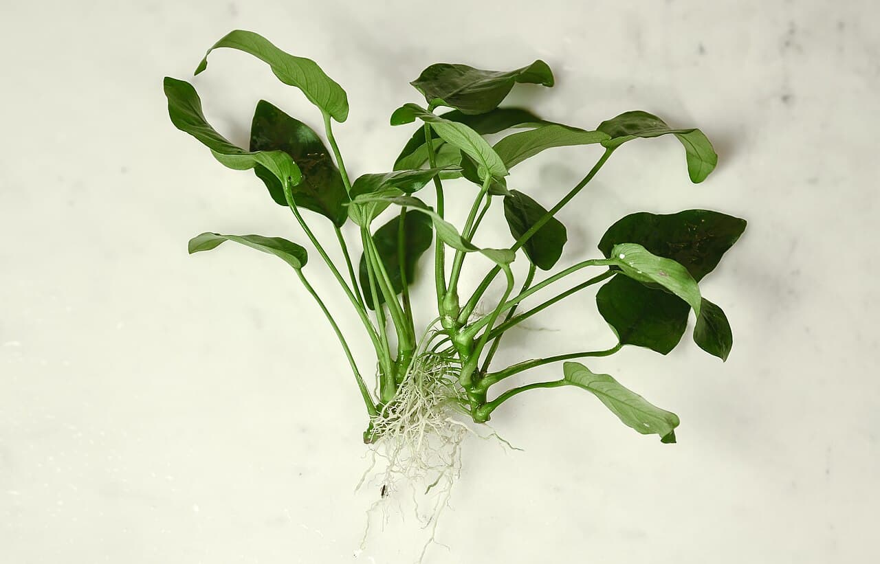 Dwarf Anubias image
