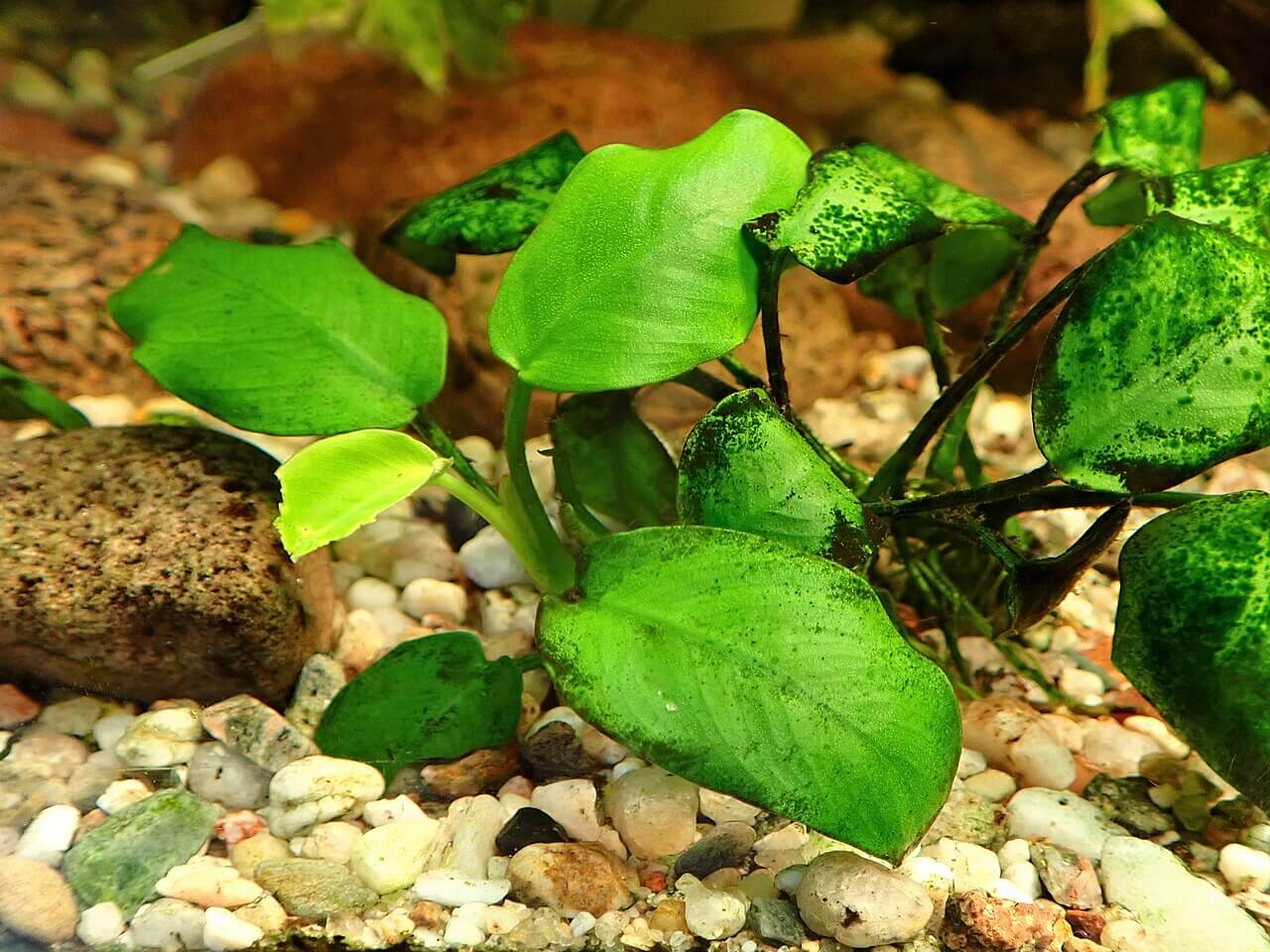 Dwarf Anubias image