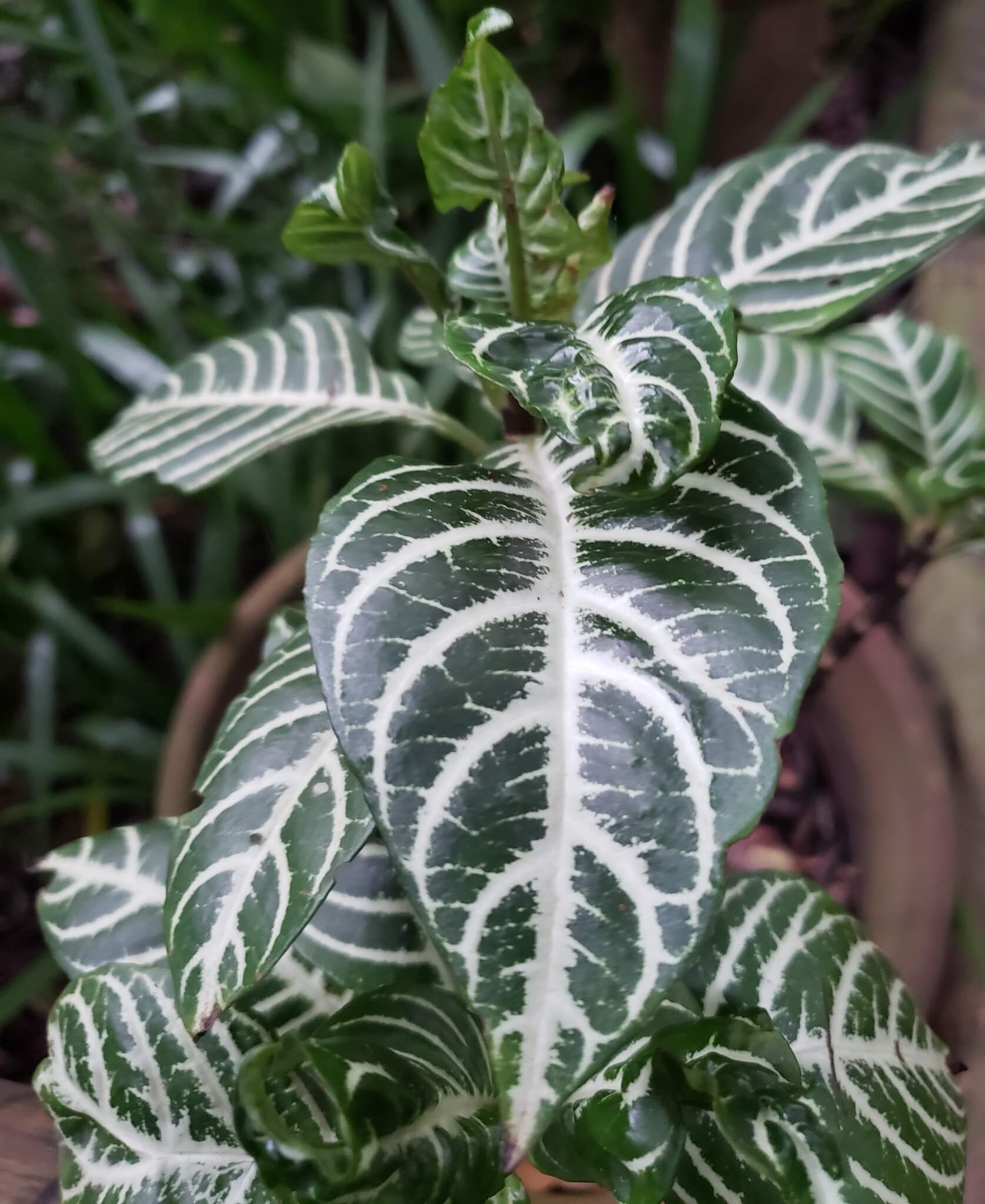 Zebra Plant image