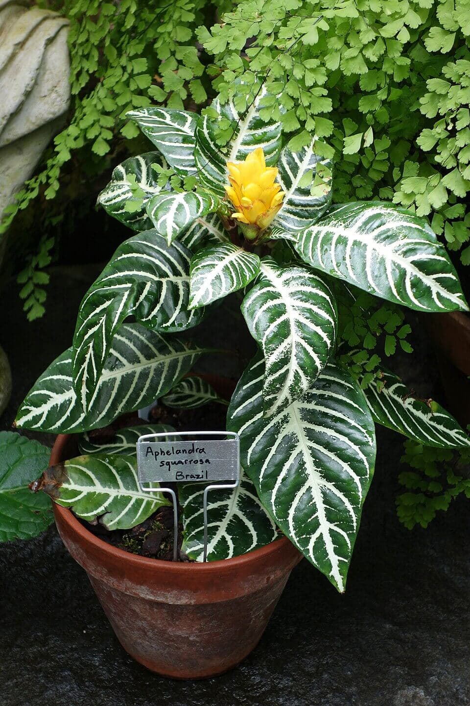 Zebra Plant image