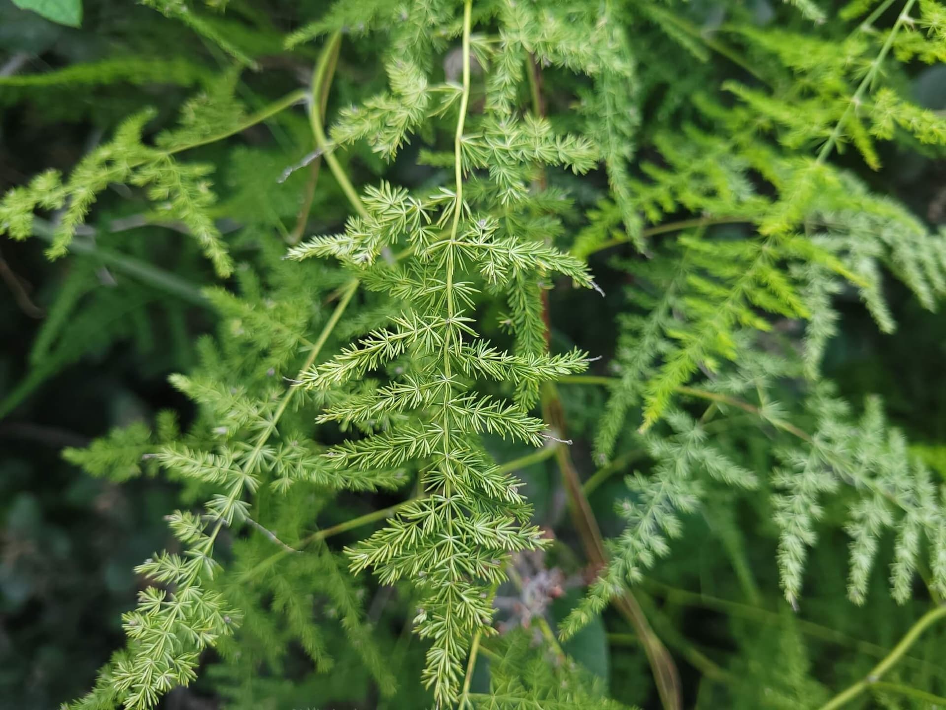Asparagus Fern image