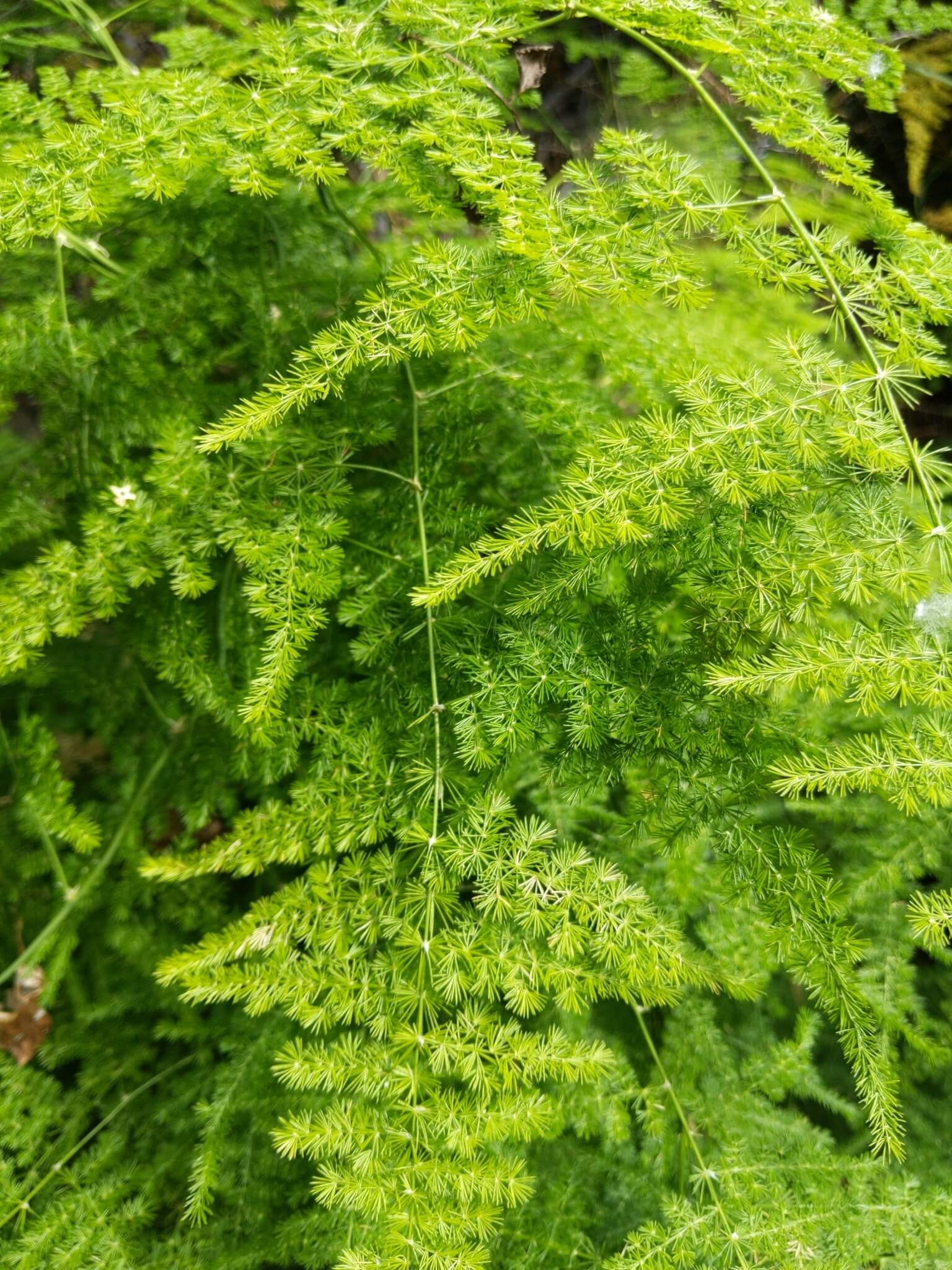 Asparagus Fern image