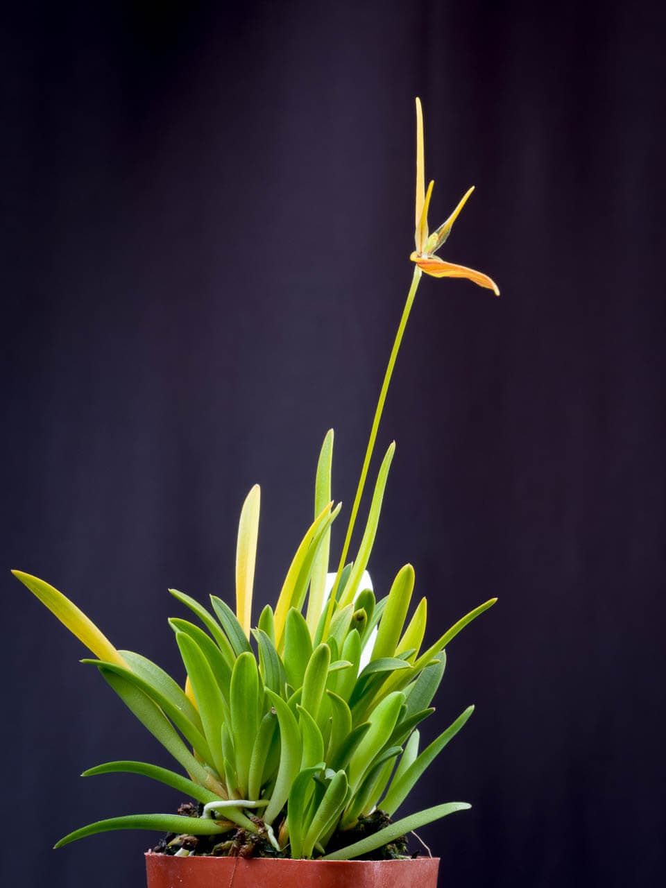 Cowled Barbosella image