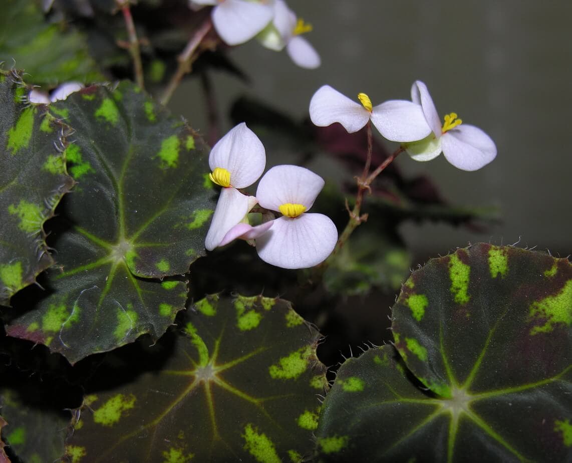 Eyelash Begonia image