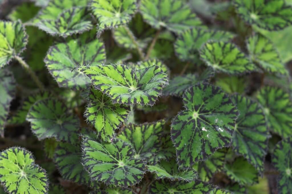 Eyelash Begonia image