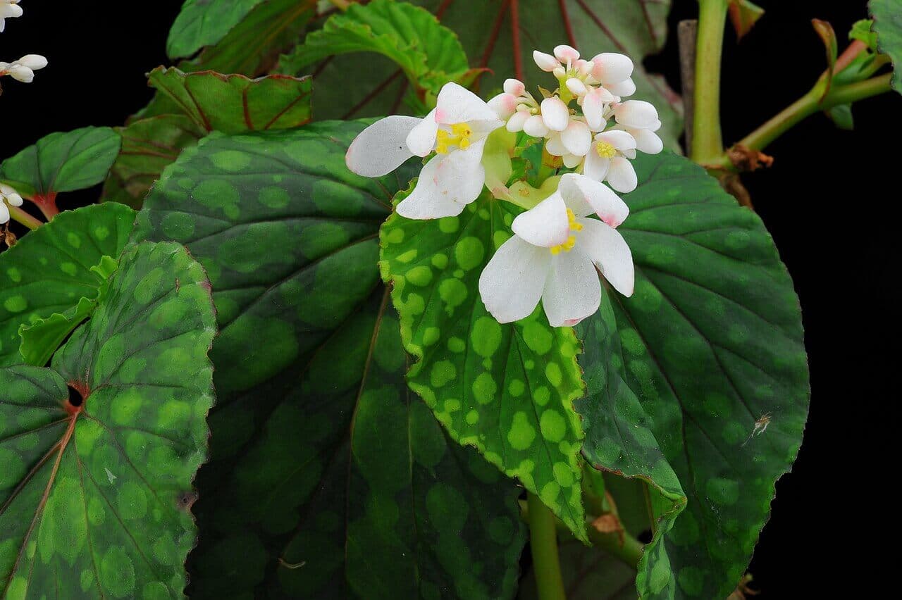 Spotted Begonia image