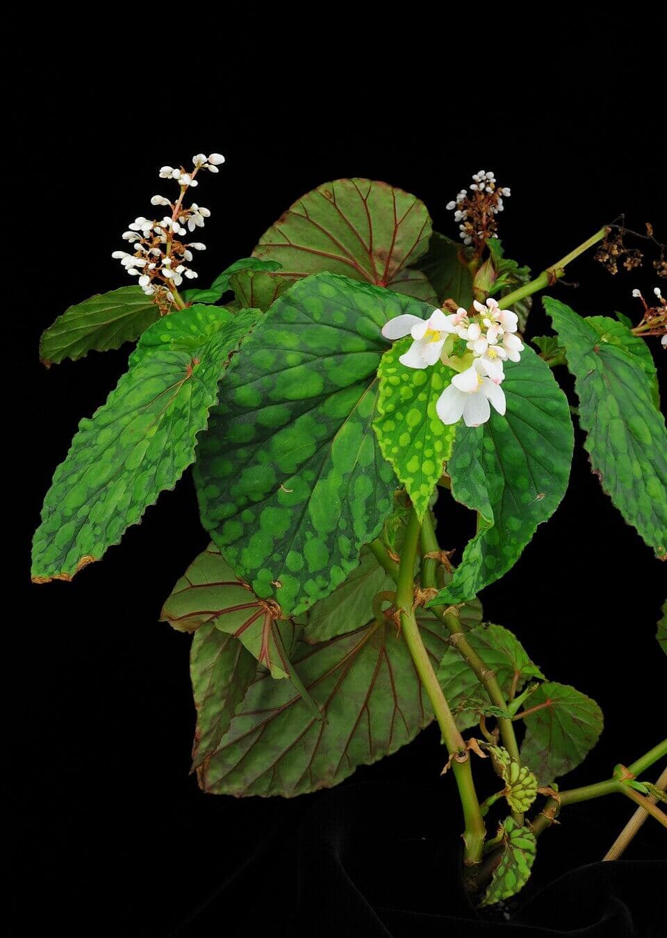 Spotted Begonia image