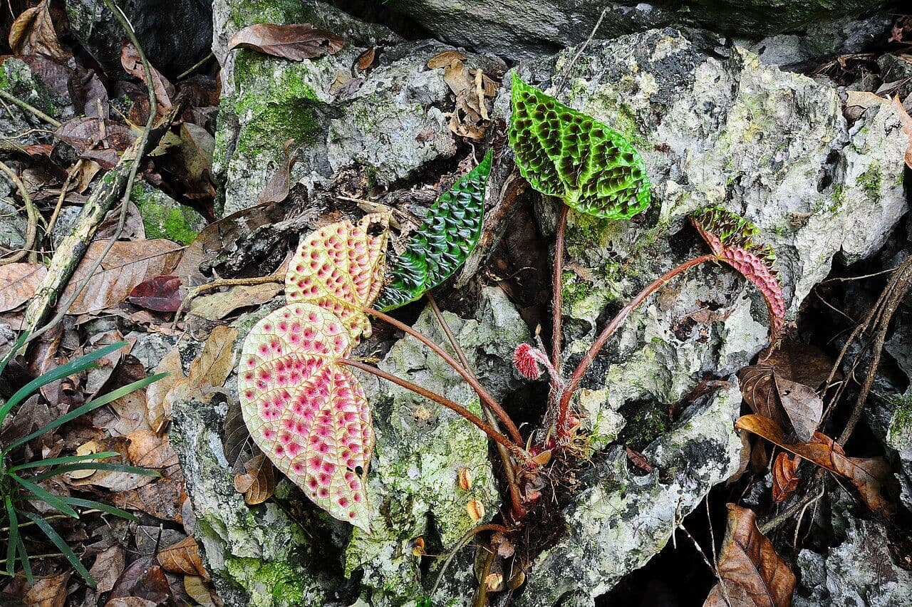 Fierce Begonia image