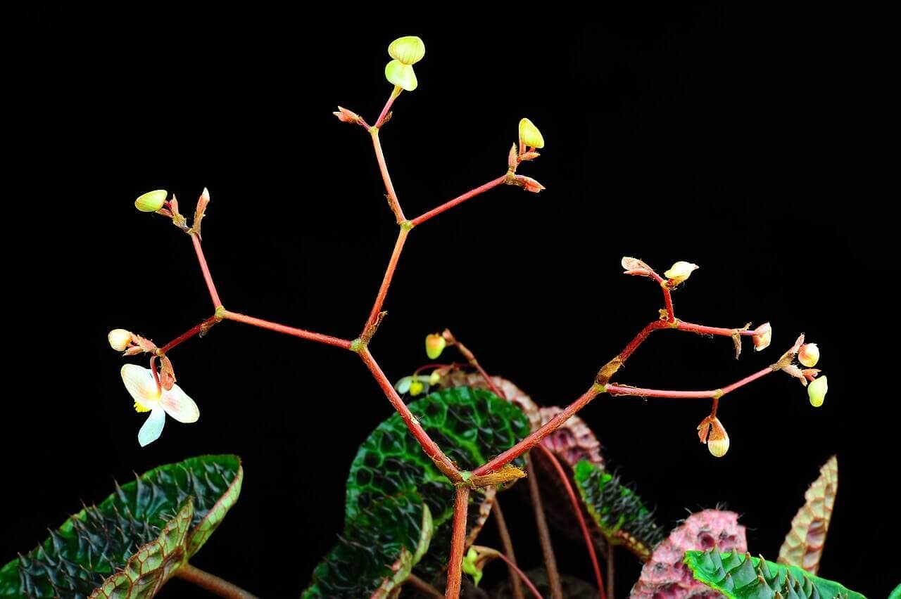 Fierce Begonia image