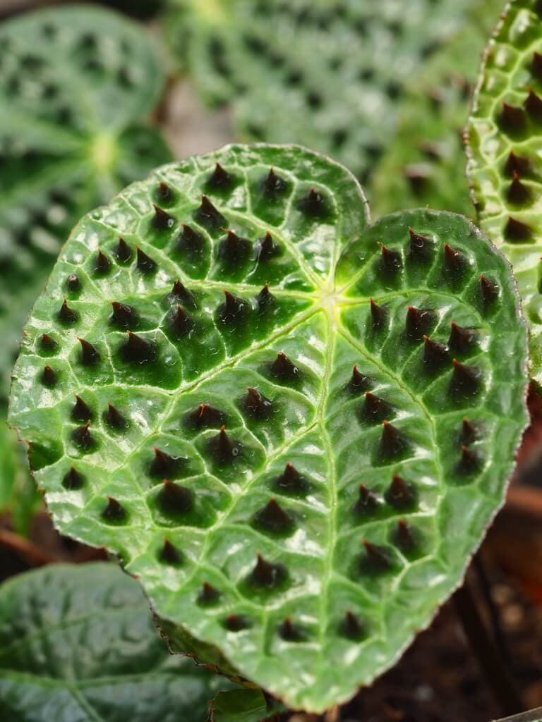 Fierce Begonia image