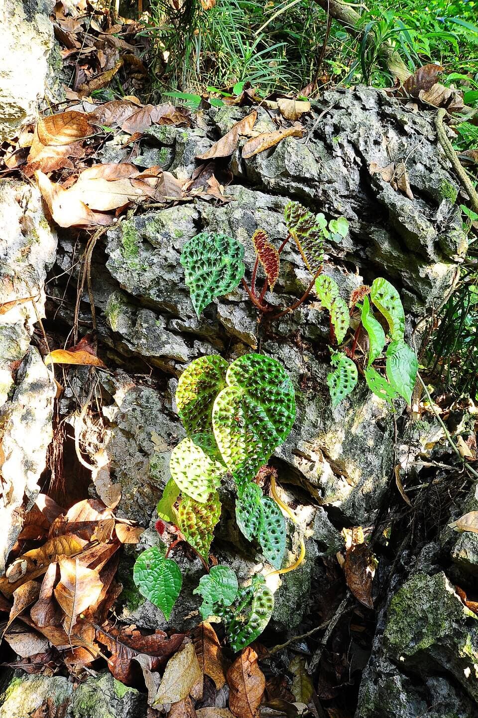 Fierce Begonia image