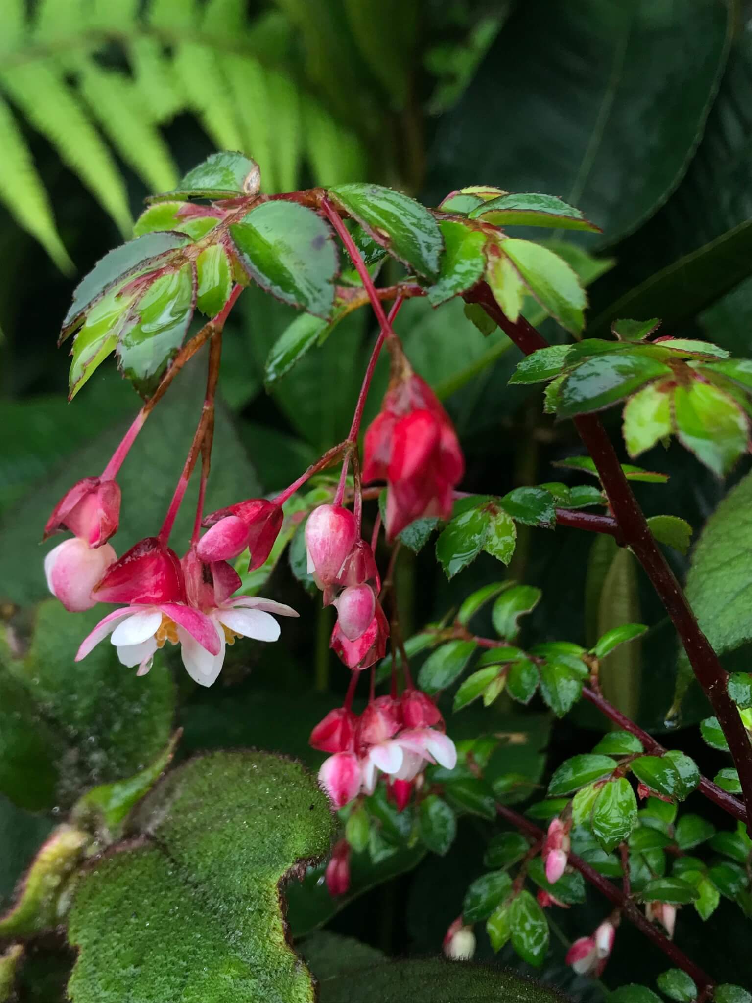 Fuchsia Begonia image