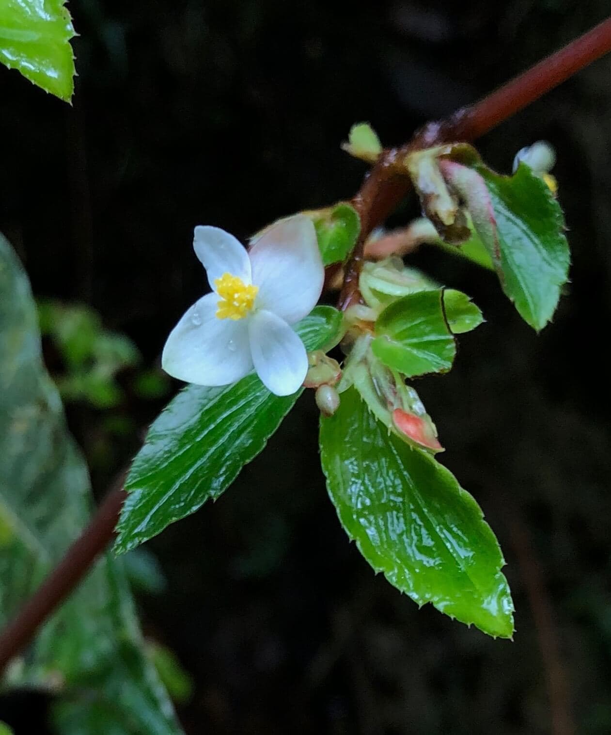 Fuchsia Begonia image