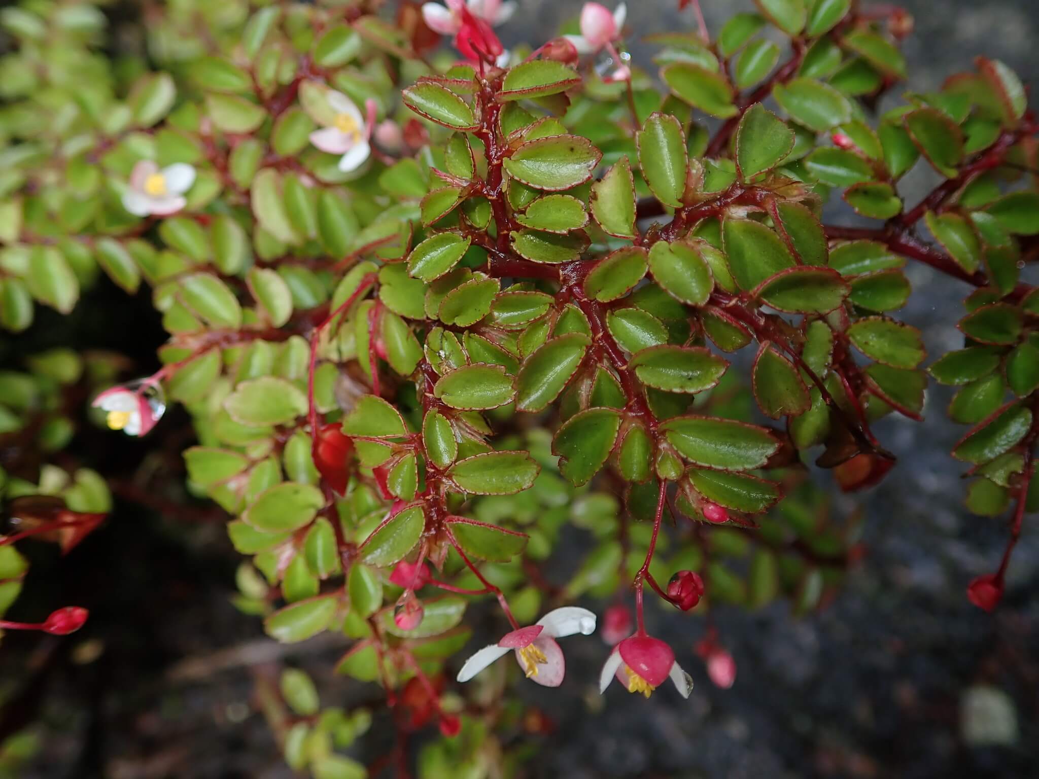 Fuchsia Begonia image