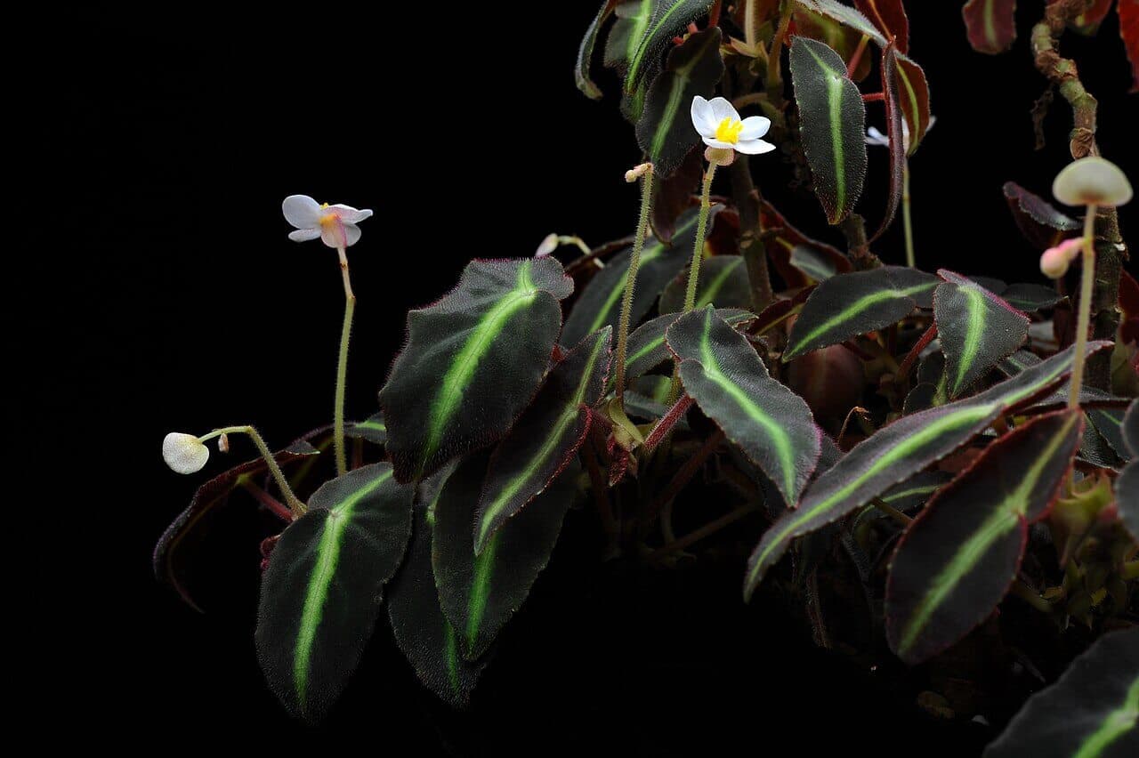 Striped Begonia image