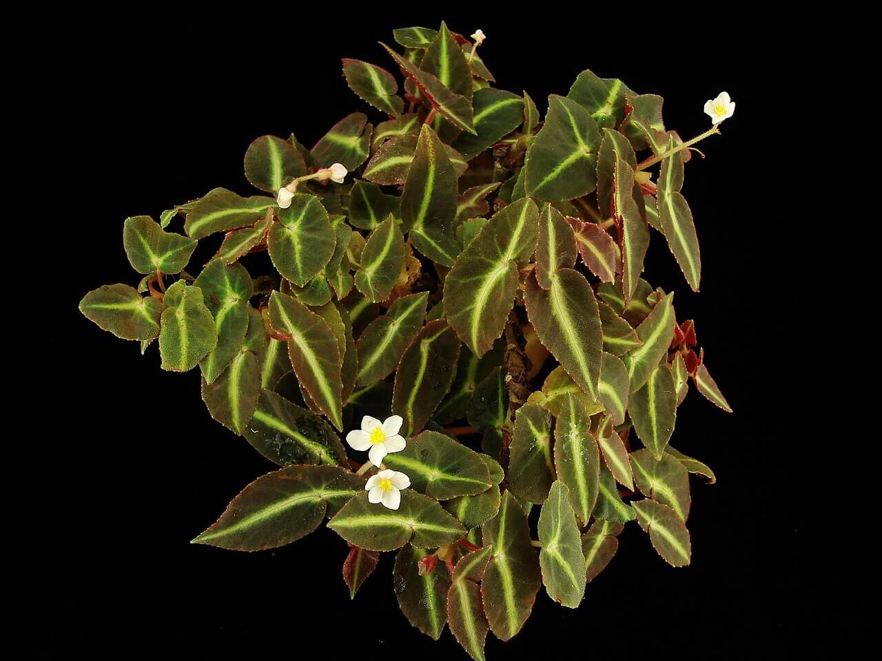 Striped Begonia image