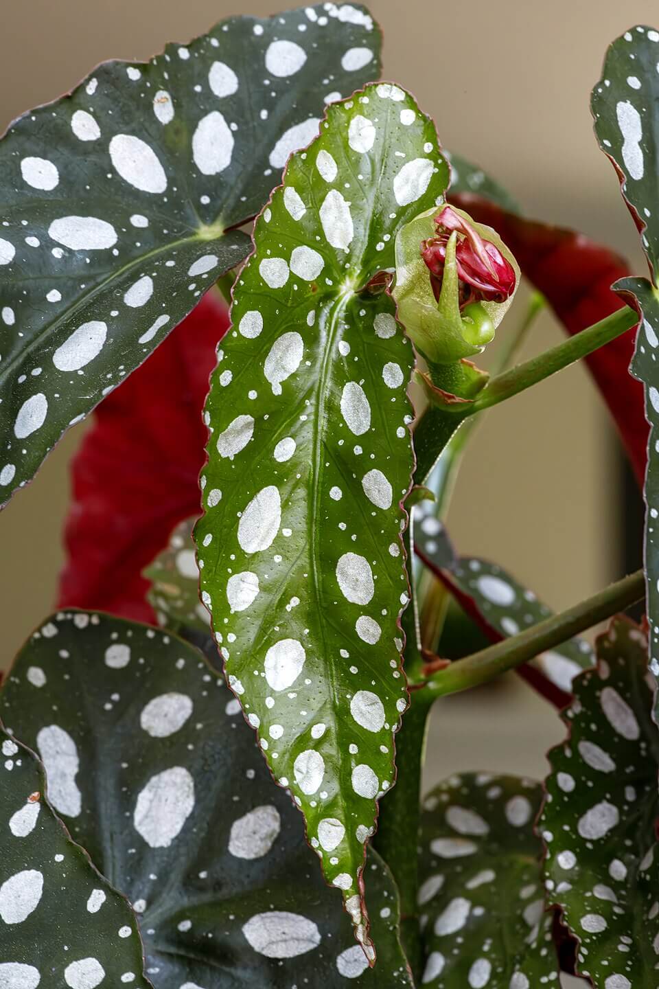 Polka Dot Begonia image