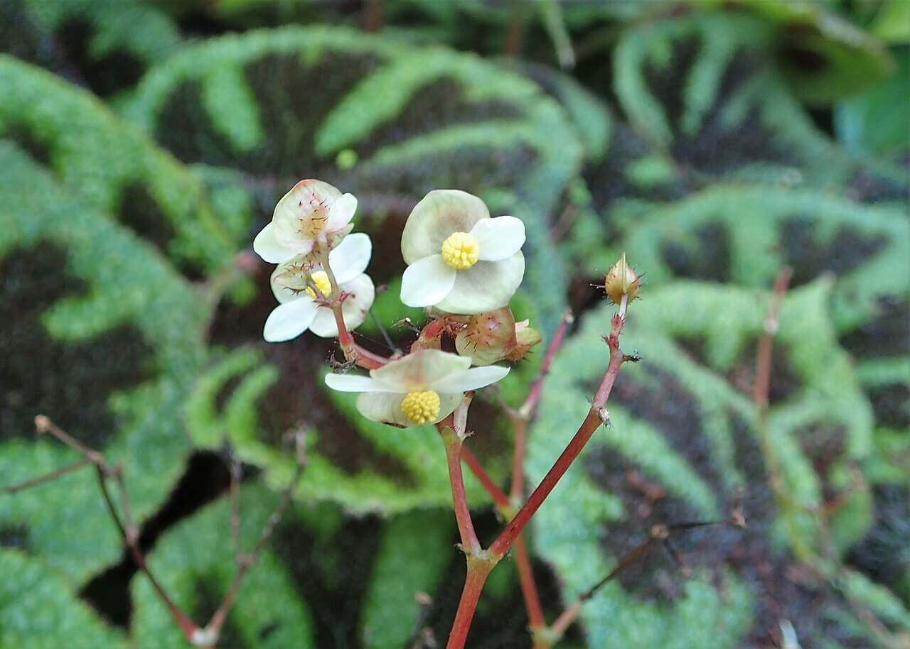 Iron Cross Begonia image