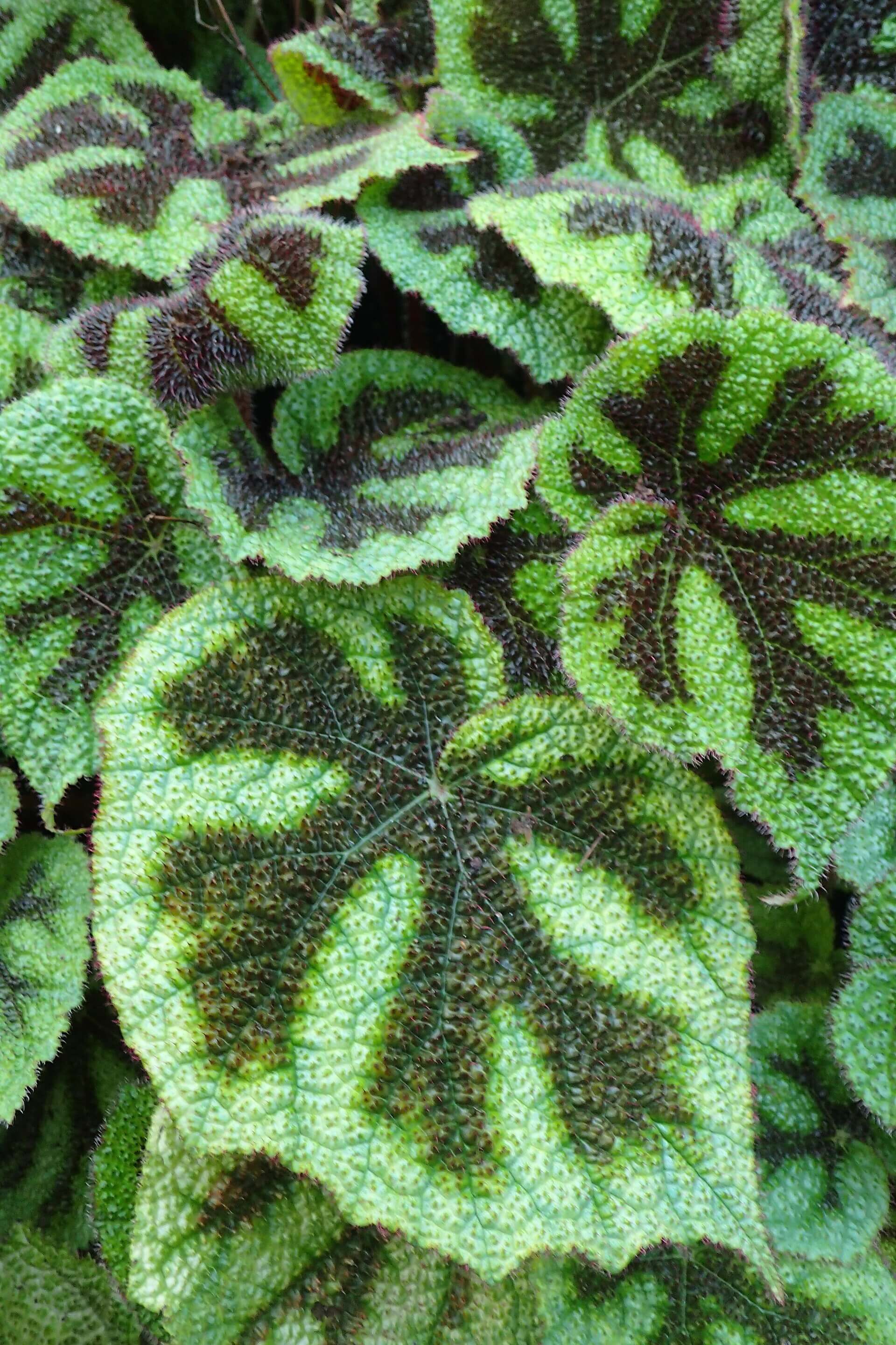 Iron Cross Begonia image