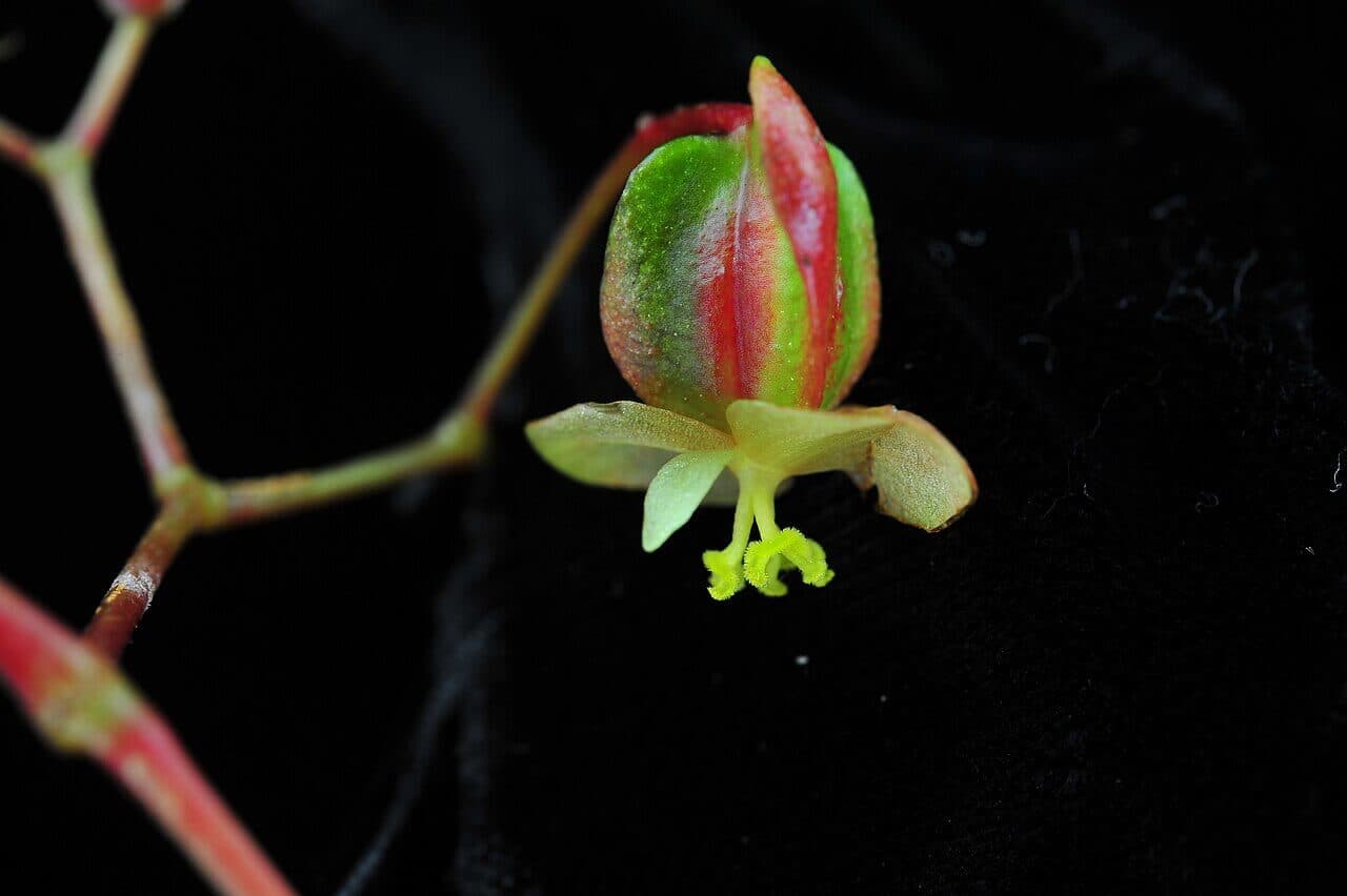 Toad Wart Begonia image