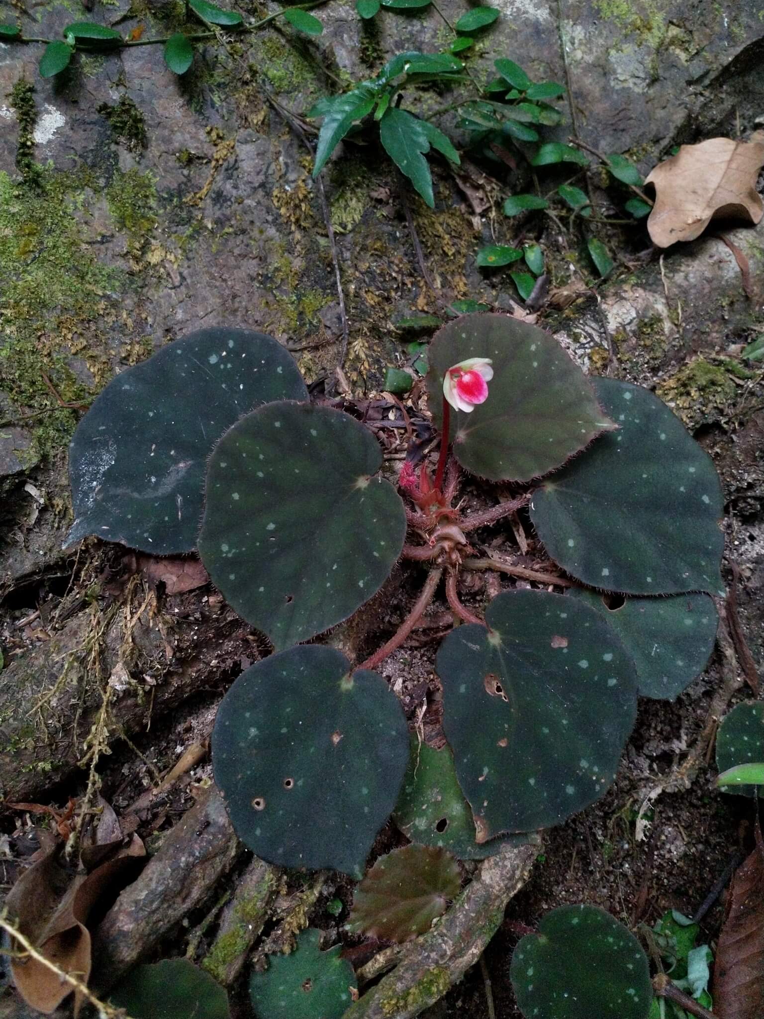 Philippine Spotted Begonia image