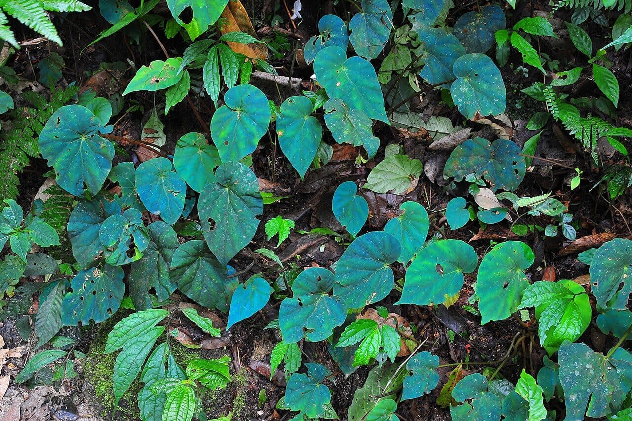 Peacock Begonia image