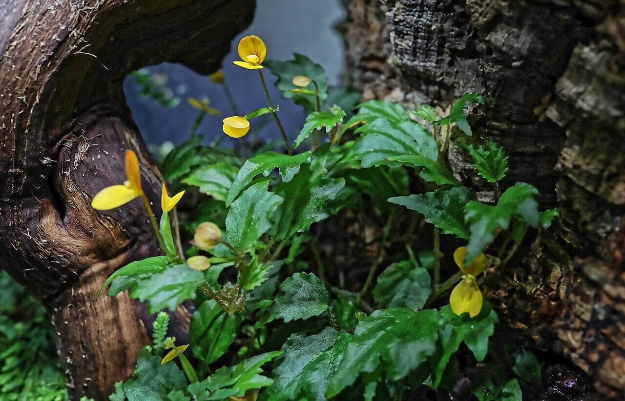 Prism-fruited Begonia image