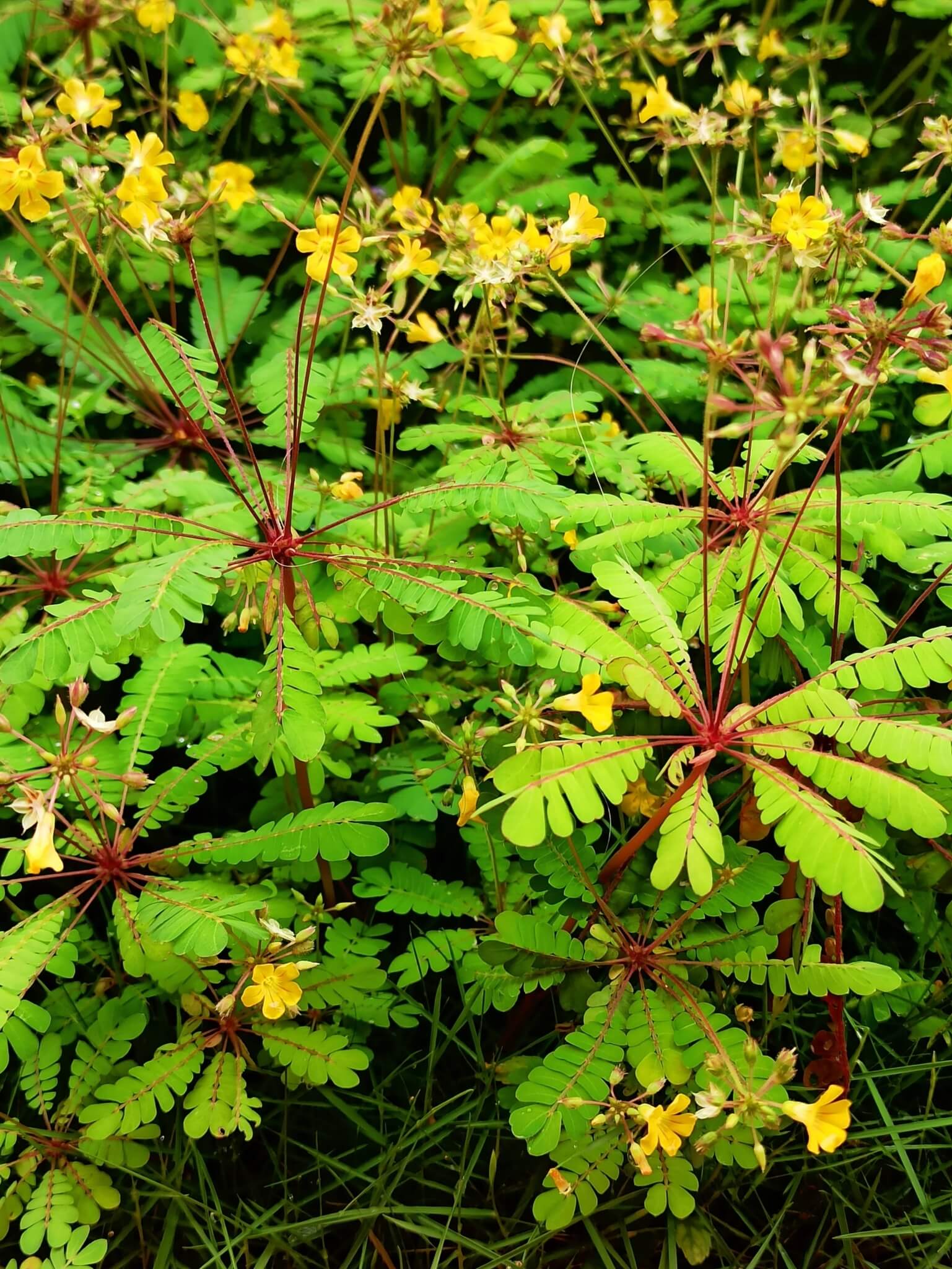 Little Tree Plant image