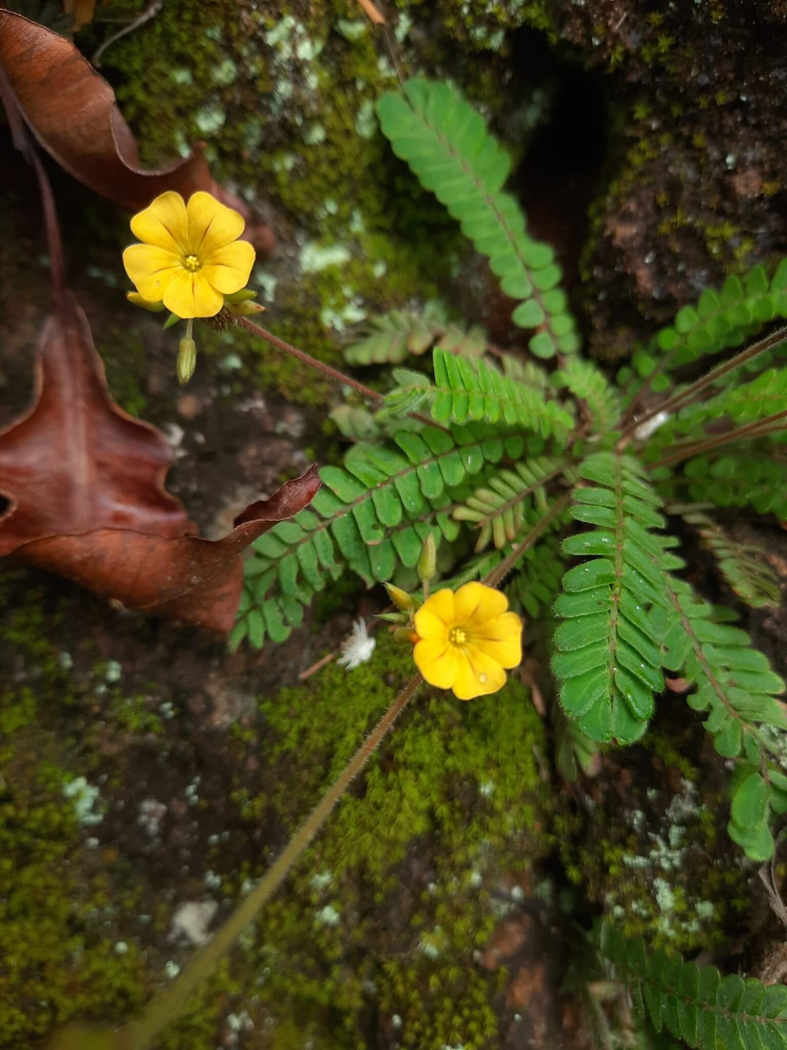 Little Tree Plant image