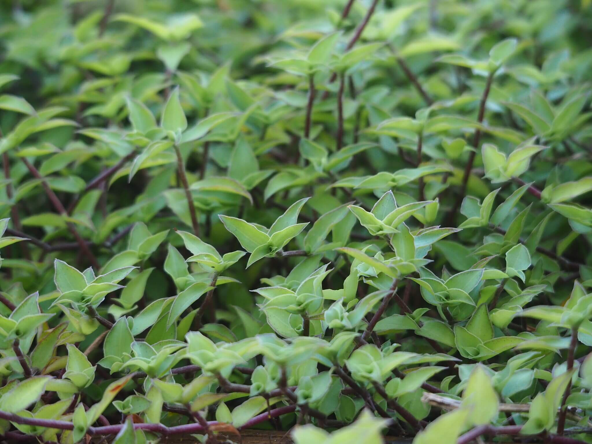 Turtle Vine image