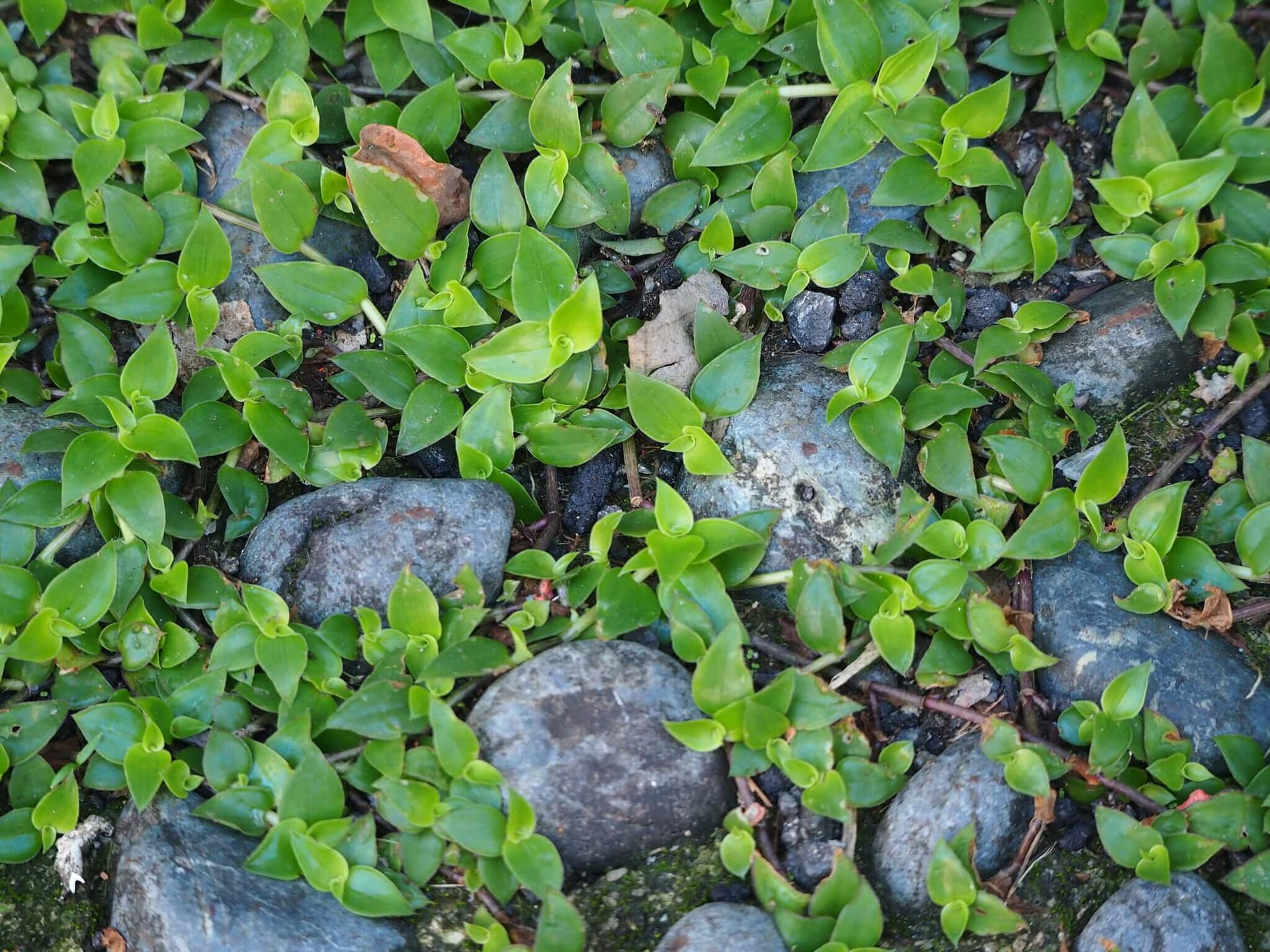 Turtle Vine image