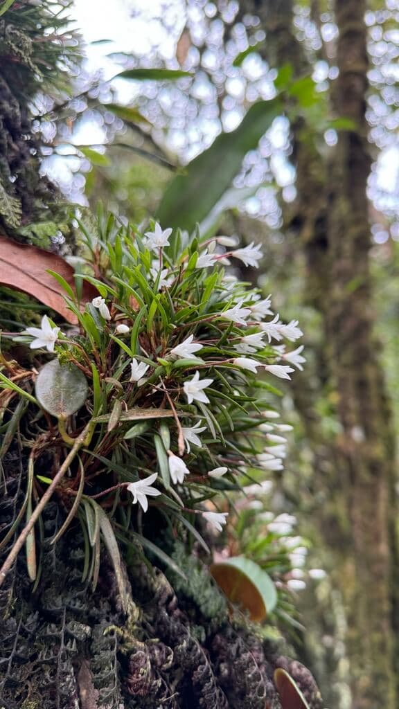 Philippine Ceratostylis image