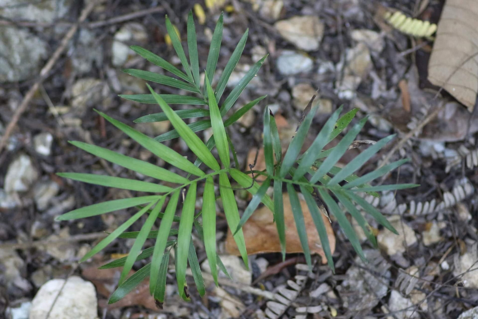 Parlour Palm image