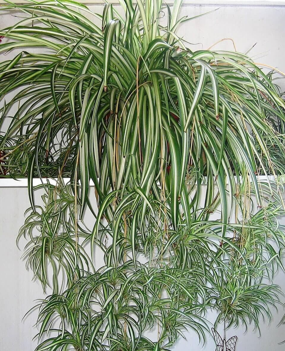 Spider Plant image